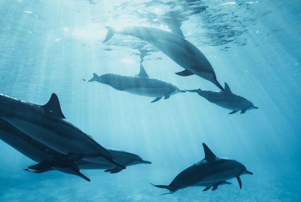 México prohíbe los espectáculos con mamíferos marinos