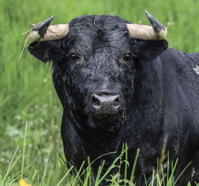 ¿Las corridas de toros sin violencia causarían su extinción? Mitos y datos de la tauromaquia